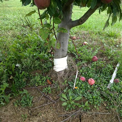 nut sucker|Fruit Tree Care: Removing Tree Suckers & Watersprouts.